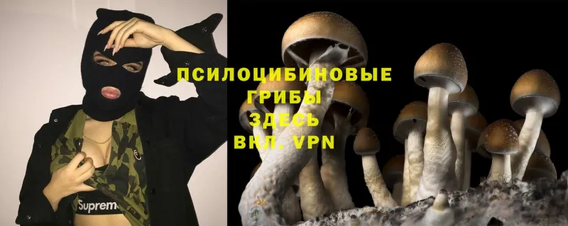 Псилоцибиновые грибы Psilocybine cubensis  OMG маркетплейс  Зима 